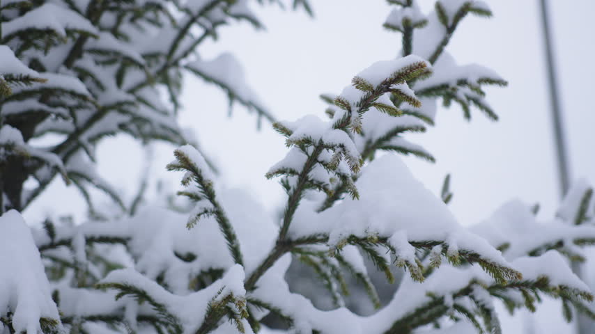 Dense pine tree branches heavy with freshly fallen snow. Winter landscape captures peaceful beauty of snow covered coniferous forest