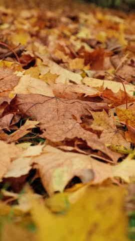 Dry brown and yellow autumn leaves lying on the ground in a park, close up of seasonal natural textured foliage. October vibe. Fall b-roll. High quality 4k footage.