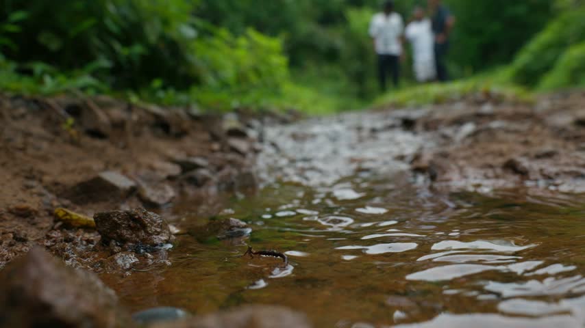 Small stream flowing in  middle of forest area