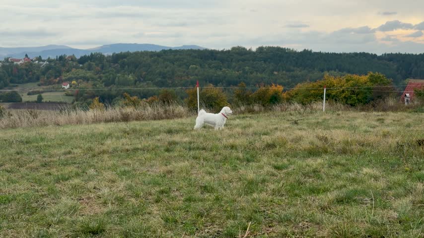 A white female Maltese stands in a grassy field before running toward the camera with her tail raised, while fence posts, wooded hills and distant houses sit beneath a cloudy sky.