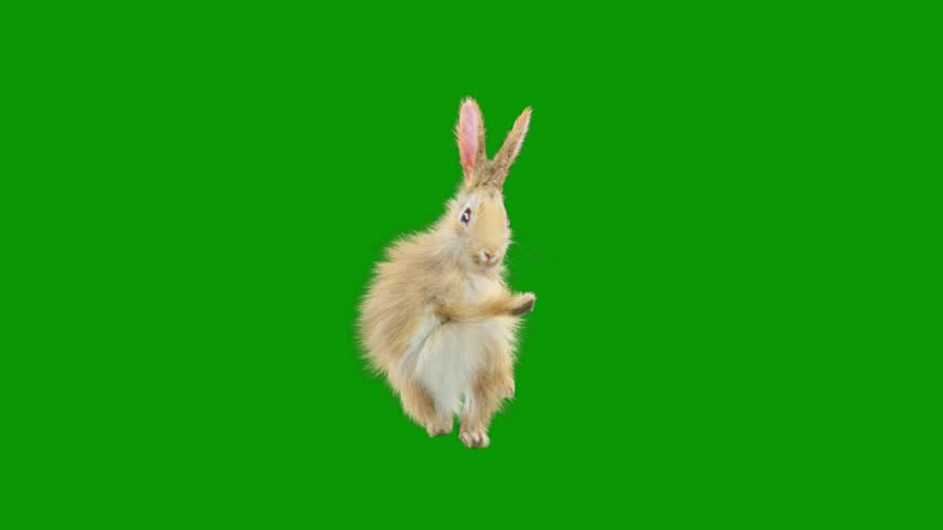 Rabbit jumping on a and is in the air isolated on green screen background