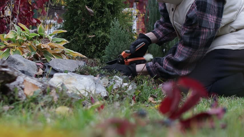 Gardener Tending Plants in a Rock Garden During Autumn Flower Bed Maintenance
