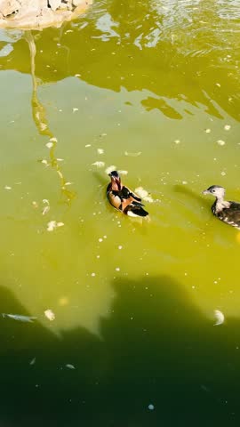 ducks in the garden and the lake