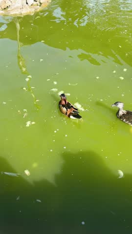 ducks in the garden and the lake