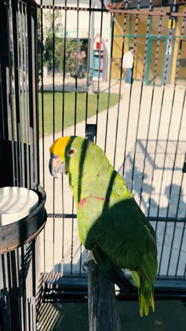 a parrot in the garden