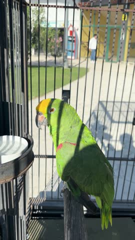 a parrot in the garden