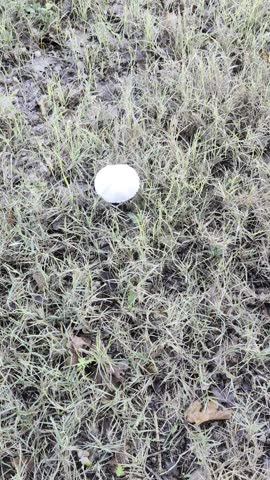 High angle view of a wild mushroom with a light-colored cap growing alone among the blades of grass in a wild meadow.