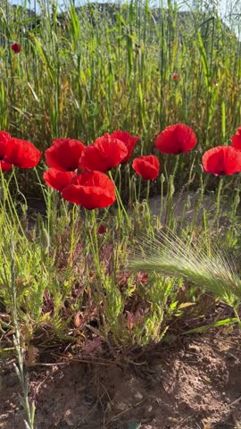 Vibrant red poppy flowers blooming in a green field under bright sunlight