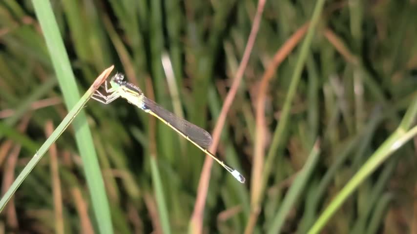 A macro video shot of a slender damselfly with a vibrant yellow and green body perched on a green grass blade. The detailed close-up highlights its intricate body features, dark eyes, and a distinct white tip on its tail against a natural green background.