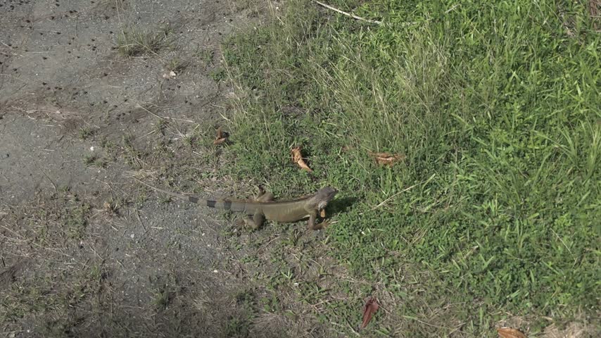 An iguana walks slowly across grass and bare dirt in Puerto Rico