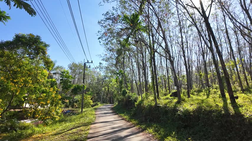 Handheld footage of Narrow asphalt road between rubber trees and flowering shrubs near farm cottage,