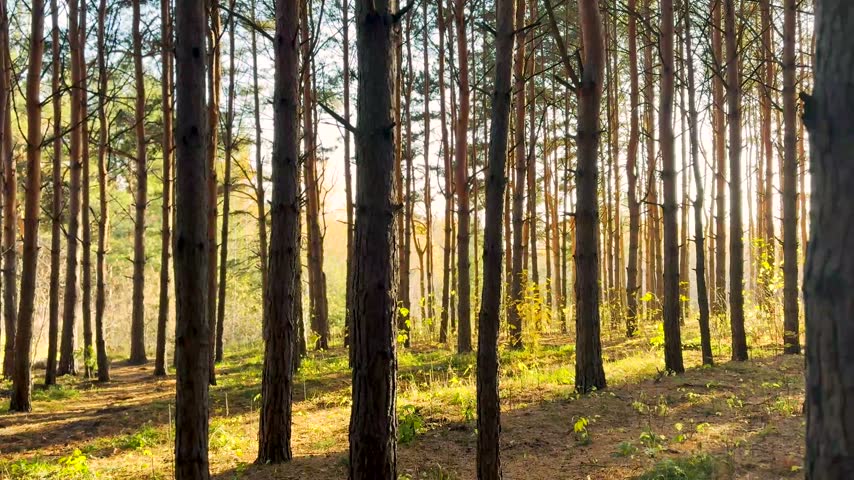 Sunset in a pine forest. The sun shining through the tree trunks. A beautiful forest. 4k footage