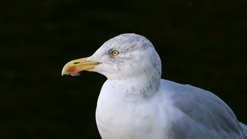 Herring Gull (Larus argentatus) in winter plumage, in closeup. October, Kent, UK [Half speed]