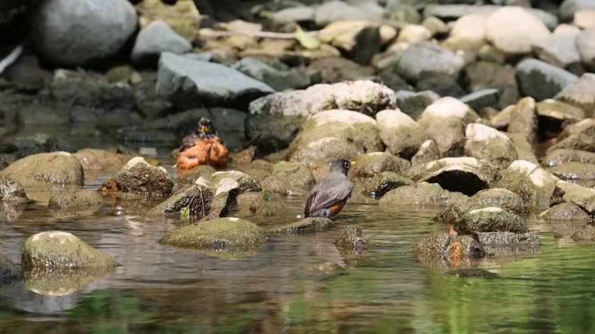 American Robin (Turdus migratorius) Bathing in a Stream
