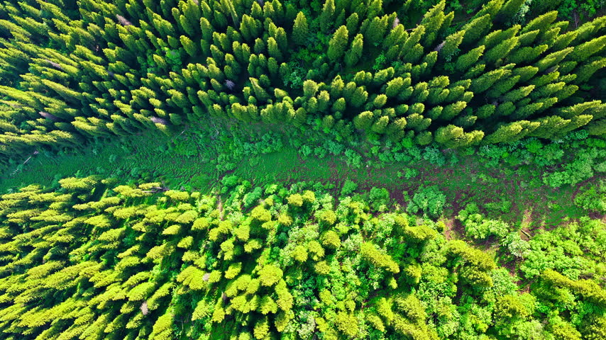 Looking down at vibrant pine trees lining a lush green valley during summer in Tangbula Hundred-Mile Scenic Gallery, Xinjiang.
