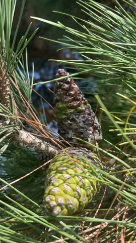Young Pine Cone on Evergreen Branch Swaying Gently in the Forest