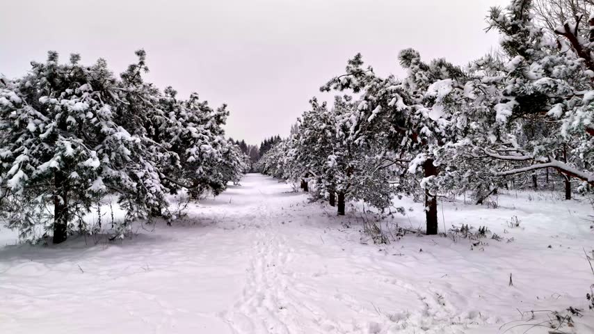 Aerial view of a path winding through a dense forest of pine trees covered in deep white snow in Latvia.