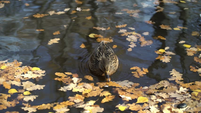 Female mallard duck swimming among floating autumn leaves on calm pond water in fall nature scene