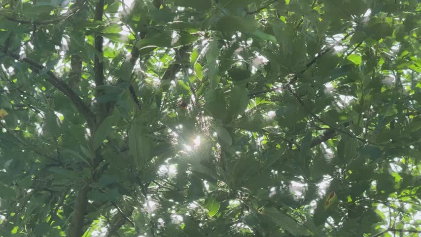 A bright sun shines between goat willow leaves and branches viewed from below. 
