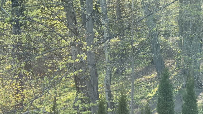 A park seen through a window glows with soft sunlight on young leaves and branches in early spring. 