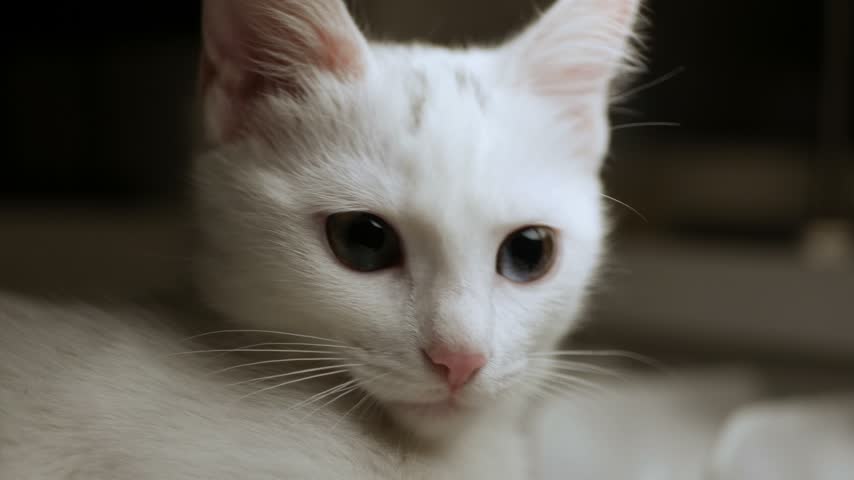 Closeup Portrait of White Cat with Big Blue and Green Eyes.