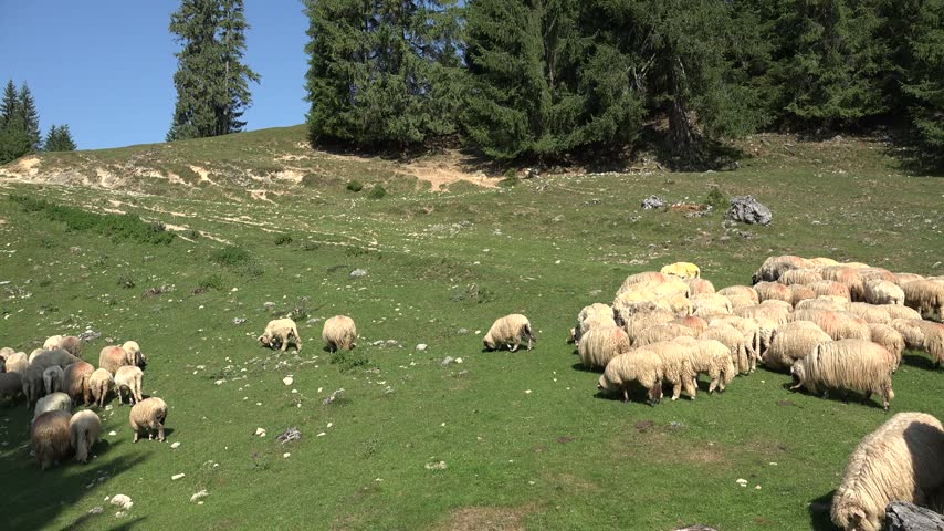 Traditional Sheep Grazing in Mountain Valley. Flock of Sheep Grazing Mountain Pasture Summer Alps