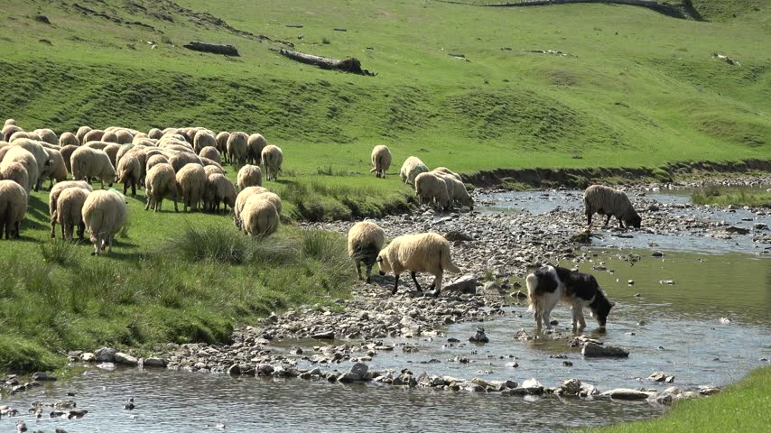 Traditional Sheep Grazing in Mountain Valley. Flock of Sheep Grazing Mountain Pasture Summer Alps