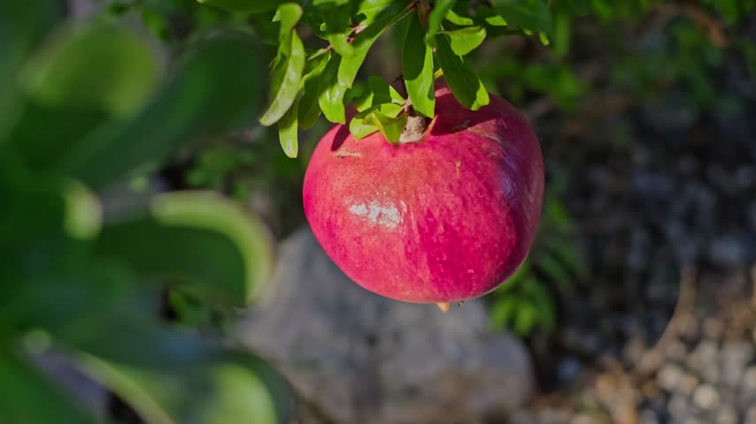 A bright red ripe pomegranate hangs from a leafy tree branch in sunlight