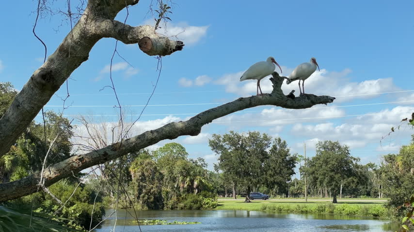 Two American white ibises (binomial name: Eudocimus albus) perch together, unperturbed near the end of a shaded tree branch with a view of traffic going by just beyond the other side of a lake with alligators, on a sunny afternoon in southwest Florida