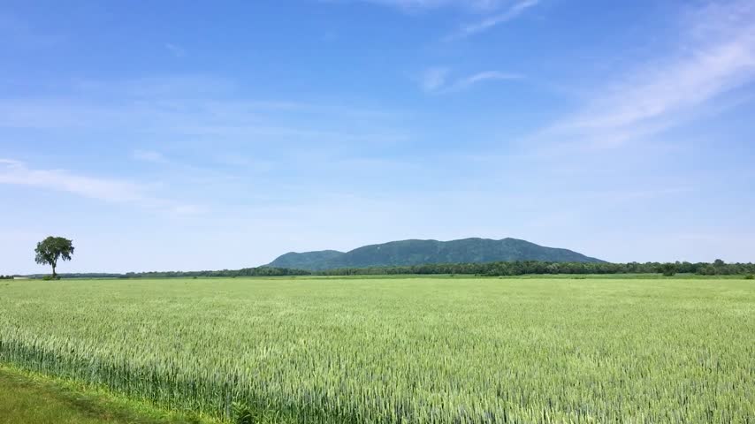 Green Grain Field Swaying in the Wind with Distant Mont Saint Hilaire, Quebec, Canada