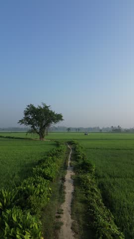 Winding dirt trail cutting through lush green agricultural fields toward a solitary tree on the horizon a narrow path leading through