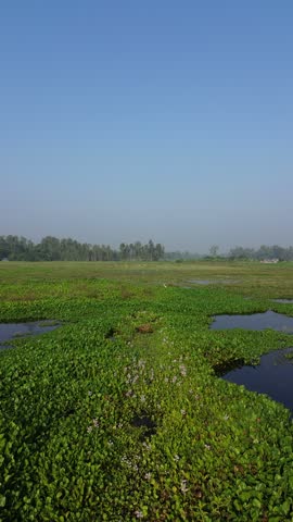 Vast green wetland filled with aquatic plants and shallow water under a clear blue sky a panoramic view of lush marsh covered in dense