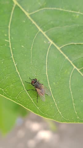 Macro photograph of a housefly resting on a vibrant green leaf, showcasing intricate leaf vein patterns and fine insect details. The close-up composition highlights the beauty of nature, biodiversity, and the relationship between insects and plant life, making it ideal for themes of ecology, entomology, wildlife, and the natural environment.