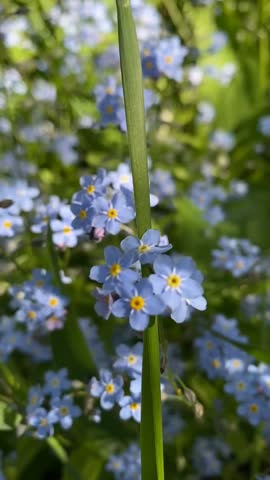 Beautiful Blue Wildflowers with Yellow Centers in Lush Green Garden