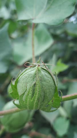 An unripe green cotton boll growing on a cotton plant branch with lush green leaves in an agricultural field.
