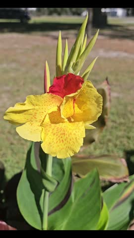 Beautiful yellow Canna Lily with red speckles blooming outdoor in natural sunlight.