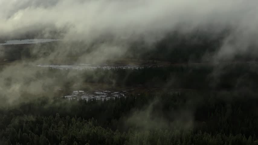 Misty forest landscape with low-lying clouds over dense trees