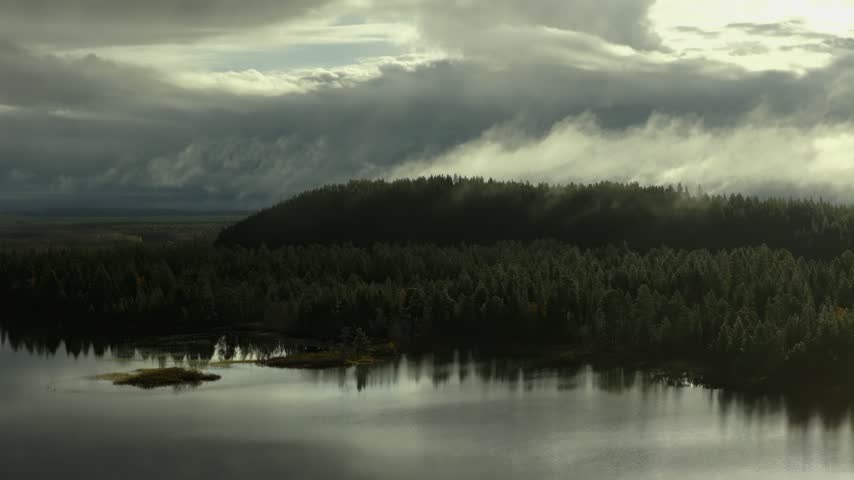 Misty Pine Forest Under Dark Storm Clouds with Foggy Terrain