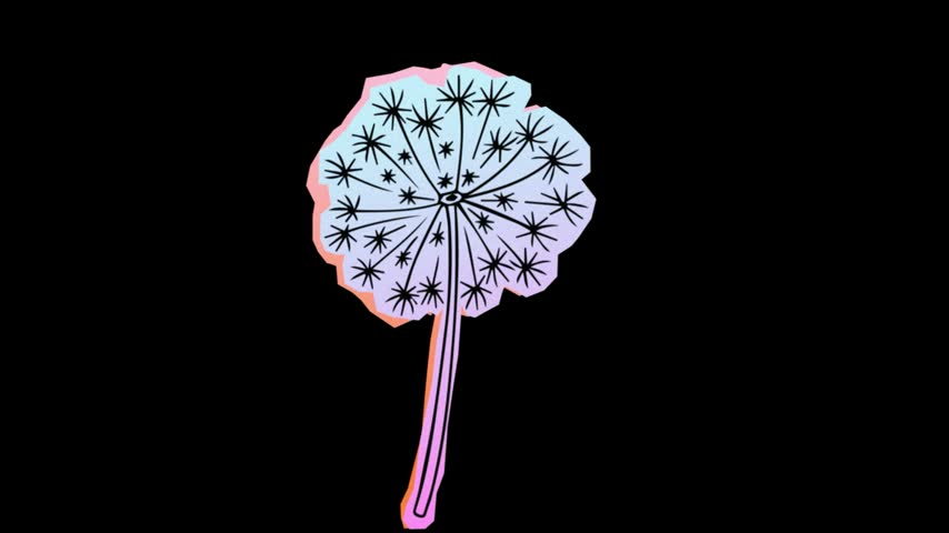 Dandelion flower seed head isolated on transparent background pastel gradient blowball weed nature flora vector illustration motion design element