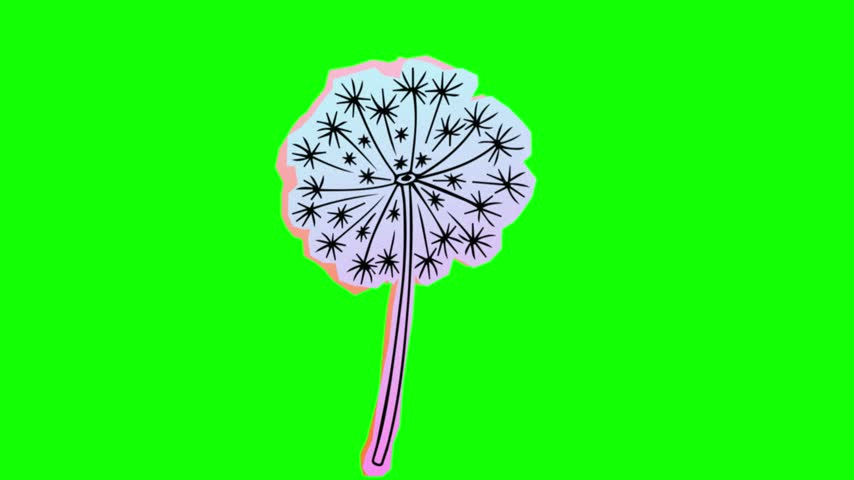 Dandelion flower seed head isolated on transparent background pastel gradient blowball weed nature flora vector illustration motion design element