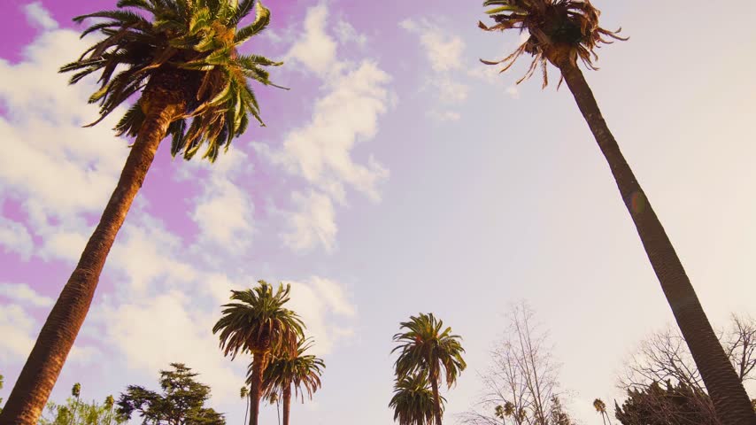 A car travels along a Miami-style road lined with palm trees beneath a pink and purple sky, with a retro Vice City and 1980s synthwave gaming look.
