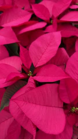 Vibrant pink poinsettia plant bracts and foliage macro background