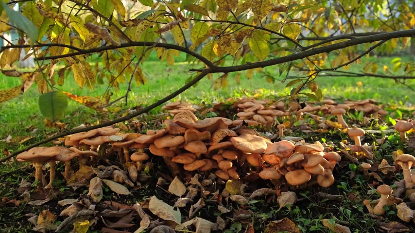 Large cluster of brown wild mushrooms growing on the forest ground among dry autumn leaves, natural landscape close up. High quality 4k footage