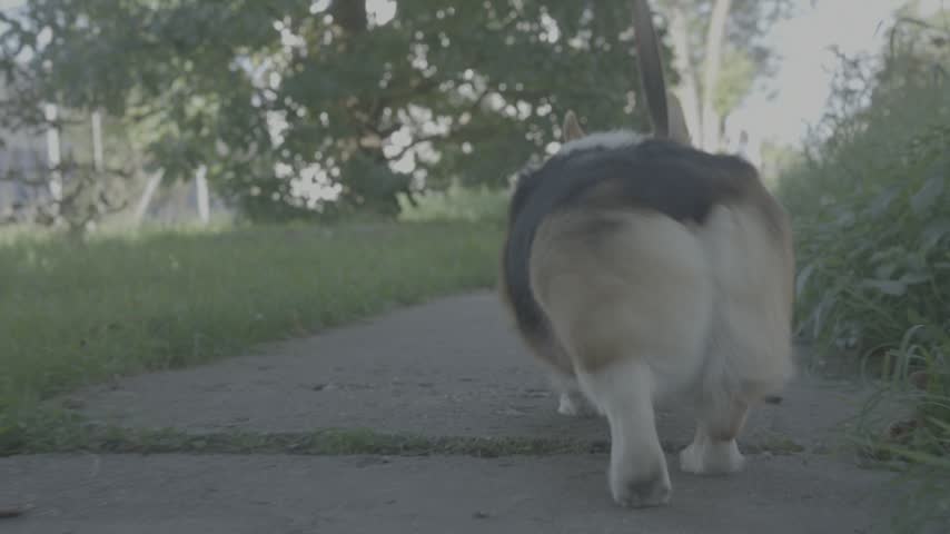 Pembroke Welsh Corgi on leash sniffing grass and turning head in shaded suburban park low-angle view with short legs and fluffy hindquarters on sidewalk edge, daylight outdoor scene showing movement,