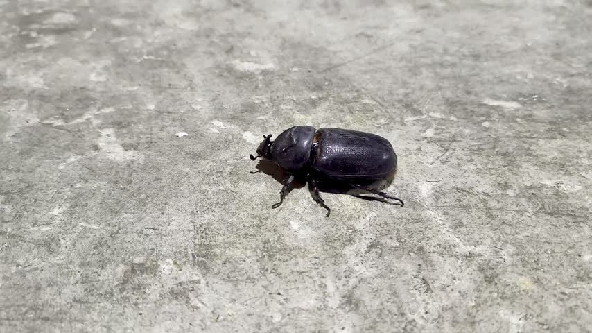 Close-up of Asian rhinoceros beetle crawling on gray concrete ground 