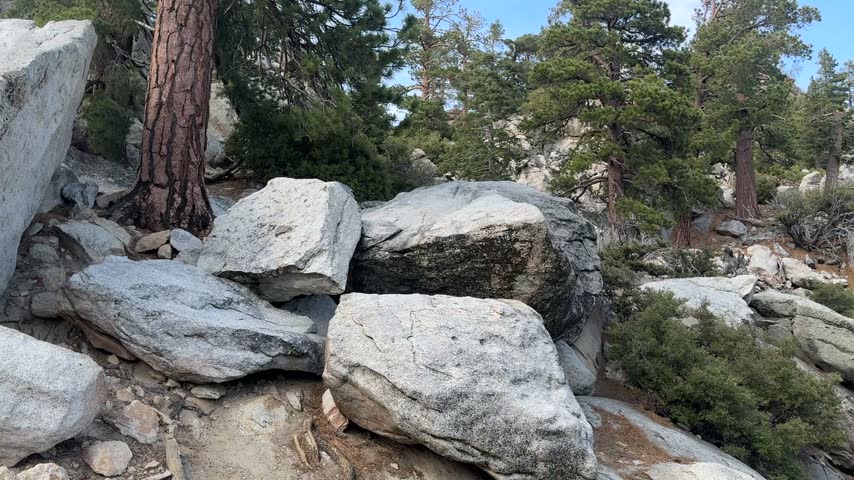 Wide View Of Large Granite Boulders Surrounded By Pine Trees And Dense Vegetation In A Mountainous Forest