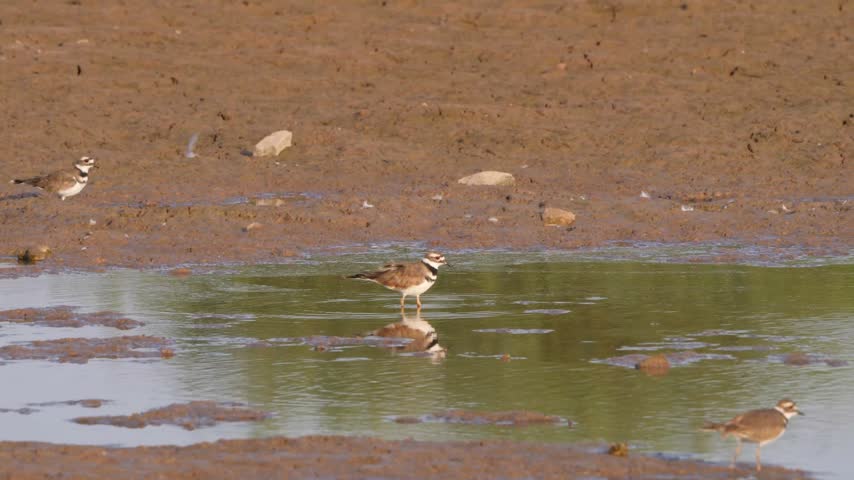Killdeer Birds Foraging in Shallow Muddy Water
