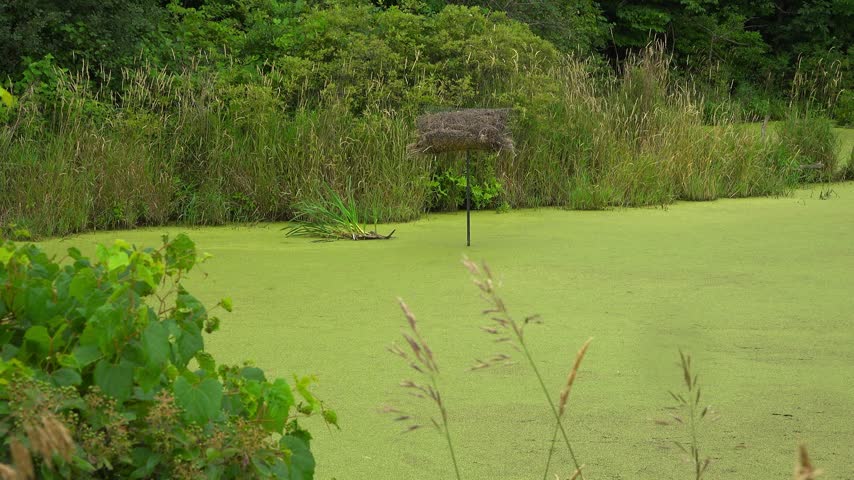 A Hen House or artificial straw duck nesting tube on a pole in the middle of a calm, duckweed-covered wetland pond on a summer day.