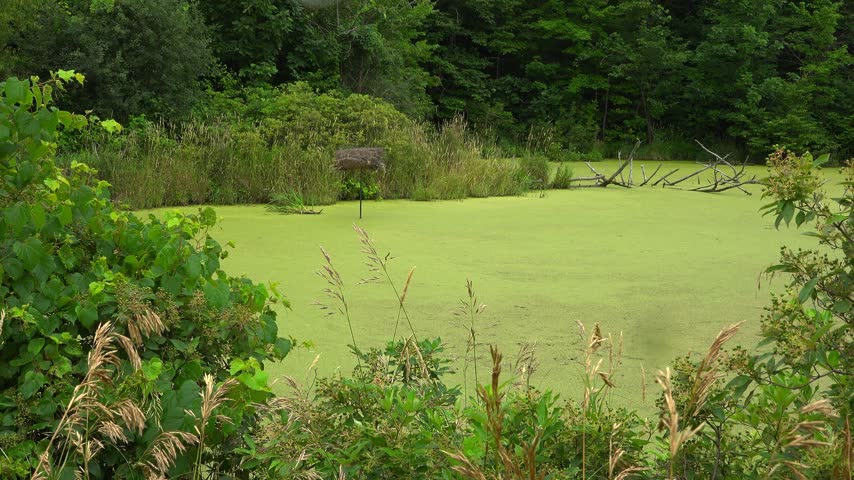 A Hen House or artificial straw duck nesting tube on a pole in the middle of a calm, duckweed-covered wetland pond on a summer day.