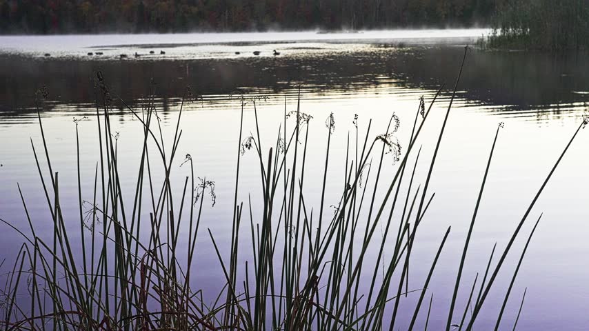 Tall reeds grow along the edge of a tranquil lake with mist rising from the water and geese swimming in the distance. The sunrise casts a soft light on the serene natural landscape. Vermont, USA.